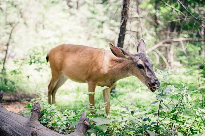 Trees, Shrubs, And Flowers That Deer Won't Eat! Earth Development